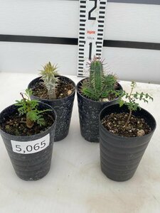 5065 「塊根植物」実生 4株セット【センナ・ホロンベンセ・南アフリカ産種子不明株・パキプス・購入でパキプス種子プレゼント】