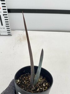 4979 「実生株】アロエ スザンナエ【種から発芽！・成長順調厳選株・Aloe・多肉植物】