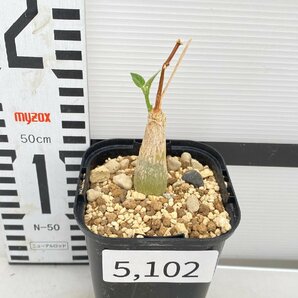 5102 「実生」マテレア シクロフィラ 植え【発根開始・Matelea cyclophylla・多肉植物・Gonolobus cyclophyllus】の画像4