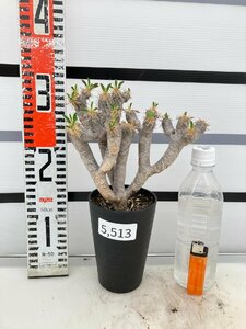 5513 「多肉植物」ユーフォルビア ギラウミニアナ 植え【Euphorbia guillauminiana・発根・発芽開始】