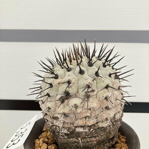 5353 「サボテン」コピアポア コルムナアルバ 植え【発根・多肉植物・Copiapoa columna-alba・希少株・美株】の画像2