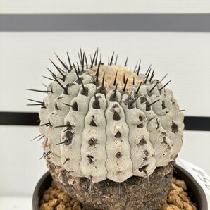 5354 「サボテン」コピアポア コルムナアルバ 植え【発根・多肉植物・Copiapoa columna-alba・希少株・美株】の画像9