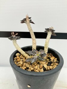 5424 「多肉植物」ユーフォルビア トゥレアレンシス 挿し木【発根・美株・Euphorbia tulearensis】