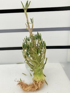 5408 「塊根植物」ドルステニア ギガス ブラータ 抜き苗【最新到着・美株・Dorstenia gigas f. bullata】