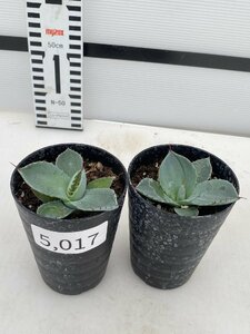 5017 「多肉植物】アガベ パリートランカータ 2株セット【発根・子株・Agave parryi var. truncata】