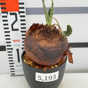 5193 「球根植物」 レデボウリア オヴァティフローラ 植え【発根未確認・Ledebouria ovatiflora】の画像4