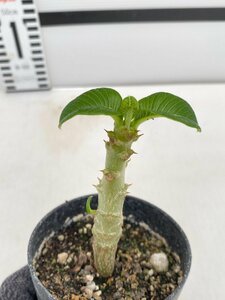 5086 「実生」パキポディウム ウィンゾリ 【種から発芽・発根・Pachypodium windsorii・塊根植物】