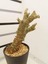 4704 「塊根植物」チレコドン ワリチー大 植え【発根・Tylecodon wallichii・多肉植物】_画像2