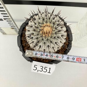 5351 「サボテン」コピアポア コルムナアルバ 植え【発根・多肉植物・Copiapoa columna-alba・希少株・美株】の画像5