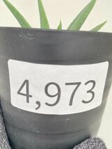 4973 「多肉植物」アロエ ポリフィラ【実生・成長順調厳選株・Aloe polyphylla・多肉植物・発根】_画像3