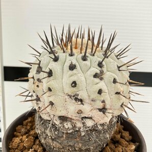 5352 「サボテン」コピアポア コルムナアルバ 植え【発根・多肉植物・Copiapoa columna-alba・希少株・美株】の画像1