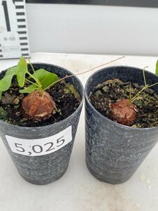 5025 「実生」ディオスコレア アフリカ亀甲竜 2株セット【発根・Dioscorea elephantipes・美株】