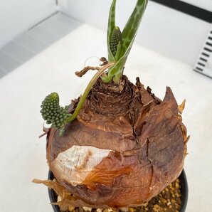 5193 「球根植物」 レデボウリア オヴァティフローラ 植え【発根未確認・Ledebouria ovatiflora】の画像2