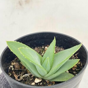 4970 「多肉植物」アロエ ポリフィラ【実生・成長順調厳選株・Aloe polyphylla・多肉植物・発根】の画像2