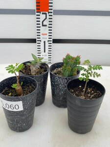 5060 「塊根植物」実生 4株セット【センナ・ホロンベンセ・ヘプタゴナ・パキプス・購入でパキプス種子プレゼント】