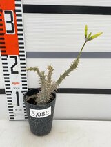 5088 「実生」パキポディウム マカイエンセ 植え【種から発芽！・発根・Pachypodium makayense・塊根植物】_画像5