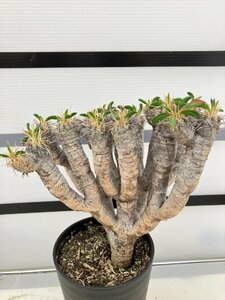 5508 「多肉植物」ユーフォルビア ギラウミニアナ 植え【Euphorbia guillauminiana・発根・発芽開始】