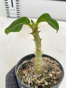 5083 「実生」パキポディウム ウィンゾリ 【種から発芽・発根・Pachypodium windsorii・塊根植物】