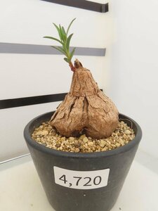 4720 「多肉植物」ユーフォルビア トリカデニア　植え【発根未確認・Euphorbia trichadenia・】