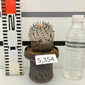 5354 「サボテン」コピアポア コルムナアルバ 植え【発根・多肉植物・Copiapoa columna-alba・希少株・美株】の画像7