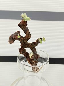 5366 「塊根植物」ペラルゴニウム ミラビレ 折れ枝抜き苗【mirabile・芽吹き・畑地植え株】