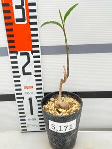 5171 「塊根植物」モナデニウム インベヌスツム 植え【発根未確認・多肉植物・monadenium invenustum ssp.angustum】