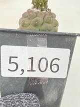 5106 「サボテンQ」コピアポア ヒポガエア 植え【多肉植物・発根・Copiapoa hypogaea】_画像3