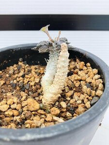 5420 「多肉植物」ユーフォルビア トゥレアレンシス 挿し木【発根・美株・Euphorbia tulearensis】