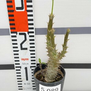 5089 「実生」パキポディウム マカイエンセ 植え【種から発芽！・発根・Pachypodium makayense・塊根植物】の画像4