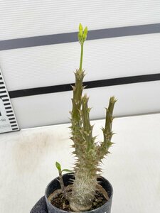 5089 「実生」パキポディウム マカイエンセ 植え【種から発芽！・発根・Pachypodium makayense・塊根植物】