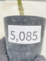 5085 「実生」パキポディウム ウィンゾリ 【種から発芽・発根・Pachypodium windsorii・塊根植物】_画像5