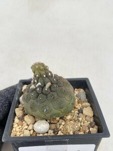 5111 「サボテンQ」コピアポア ヒポガエア 植え【多肉植物・発根・Copiapoa hypogaea】