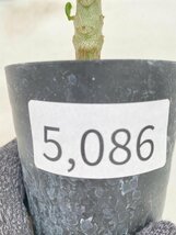 5086 「実生」パキポディウム ウィンゾリ 【種から発芽・発根・Pachypodium windsorii・塊根植物】_画像3