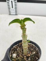 5086 「実生」パキポディウム ウィンゾリ 【種から発芽・発根・Pachypodium windsorii・塊根植物】_画像2