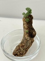 5376 「塊根植物」モンソニア ムルチフィダ 抜き苗【畑地植え株・自社養生株・multifida ・枯枝・折枝アリ】_画像2