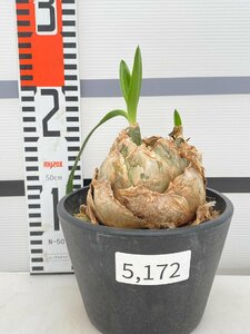 5172 「球根？植物」ウルギネア エピゲア 植え【未発根・Urginea epigea・多肉植物】