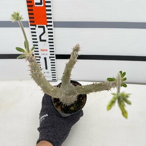 5091 「実生」パキポディウム マカイエンセ 植え【種から発芽！・発根・Pachypodium makayense・塊根植物】の画像5