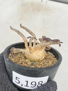 5198 「多肉植物」ユーフォルビア キリンドリフォリア 【発根・Euphorbia cylindrifolia・筒葉ちび花キリン】