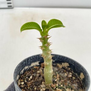 5085 「実生」パキポディウム ウィンゾリ 【種から発芽・発根・Pachypodium windsorii・塊根植物】の画像2