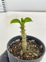 5085 「実生」パキポディウム ウィンゾリ 【種から発芽・発根・Pachypodium windsorii・塊根植物】_画像2