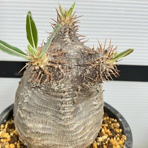 6798 「塊根植物」パキポディウム カクチペス 植え【発根未確認・cactipes・マダガスカル・多肉植物】の画像1