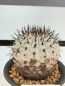 6645 「サボテン」コピアポア コルムナアルバ 植え【発根・多肉植物・Copiapoa columna-alba・希少株・美株】