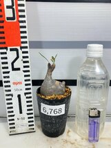 6768 「塊根植物」パキポディウム グラキリス S 植え【発根未確認・gracilius・マダガスカル】_画像2