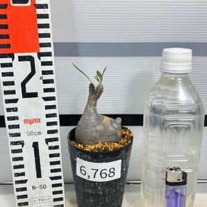 6768 「塊根植物」パキポディウム グラキリス S 植え【発根未確認・gracilius・マダガスカル】の画像2