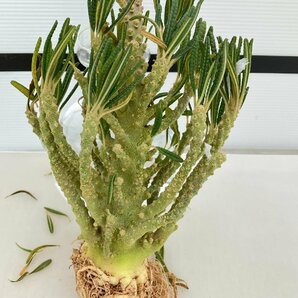 6606 「塊根植物」ドルステニア ギガス ブラータ 抜き苗【最新到着・美株・Dorstenia gigas f. bullata】の画像1