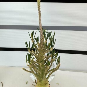 6622 「塊根植物」ドルステニア ギガス ブラータ 抜き苗【最新到着・美株・Dorstenia gigas f. bullata】の画像1