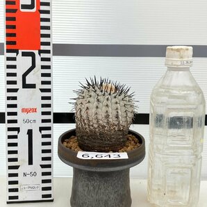 6643 「サボテン」コピアポア コルムナアルバ 植え【発根・多肉植物・Copiapoa columna-alba・希少株・美株】の画像2