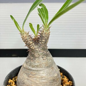 6764 「塊根植物」パキポディウム グラキリス S 植え【発根未確認・gracilius・マダガスカル】の画像5