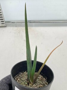 6445 「実生株】アロエ スザンナエ【種から発芽！・成長順調厳選株・Aloe・多肉植物】