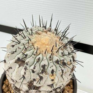 6644 「サボテン」コピアポア コルムナアルバ 植え【発根・多肉植物・Copiapoa columna-alba・希少株・美株】の画像8